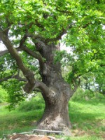 /album/fotogalerie/strooupecek-strom-225x300-jpg/