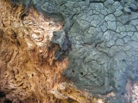 /album/fotogalerie/dsc-0541-jpg/