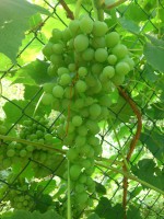 /album/fotogalerie/dsc-6756-jpg/