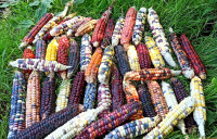 /album/fotogalerie/img-20200529-122509-jpg/